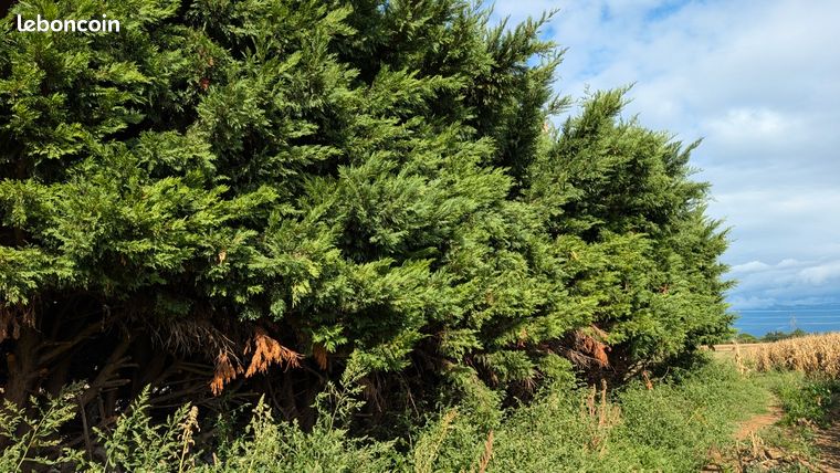 Bois cyprès de lawson 32 M. Restant