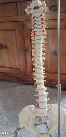 Colonne vertebrale
