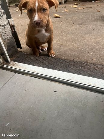 Don chiot