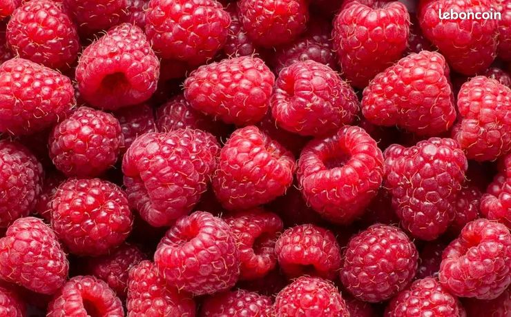 Framboise en tonneau
