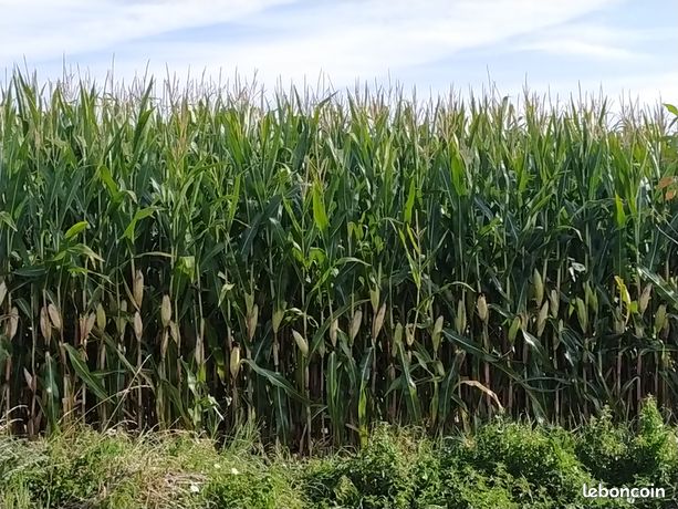 Maïs ensilage
