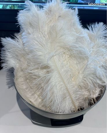 Plumes