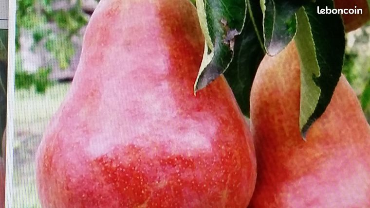 Poire williams
