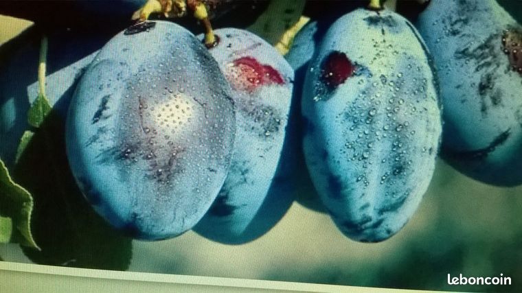 Prune en tonneau