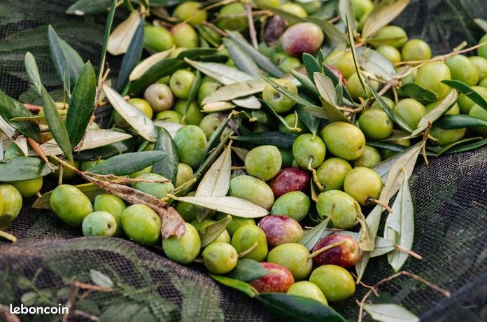 Rachète vos olive