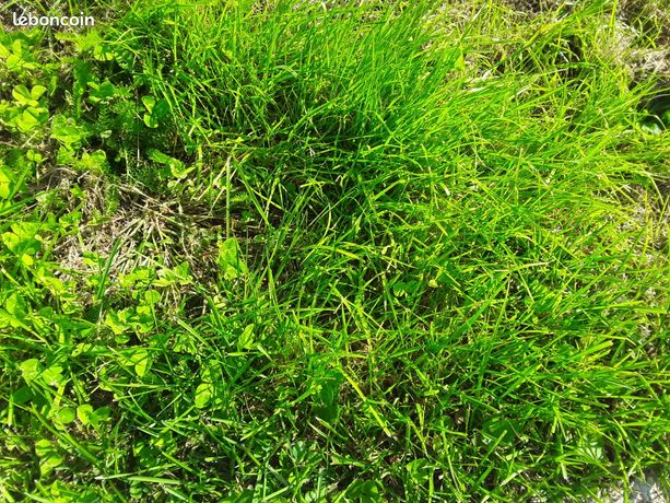 Terrain agricole
