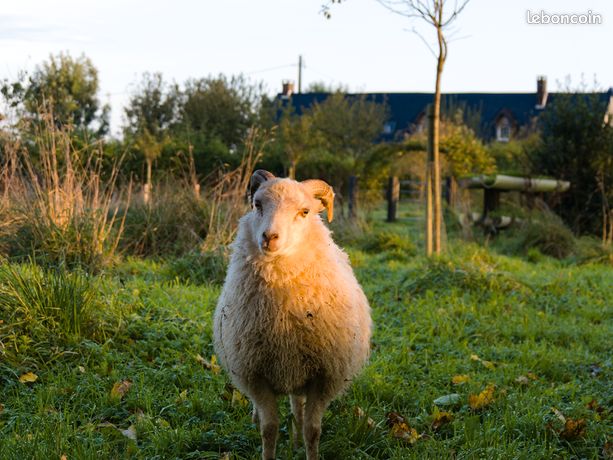 Tonte de moutons