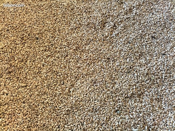 Triticale bio