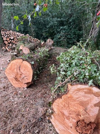 Troncs de Cupressus